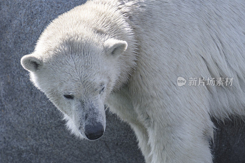 北极熊(Ursus maritimus)站在靠近水边的岩石上